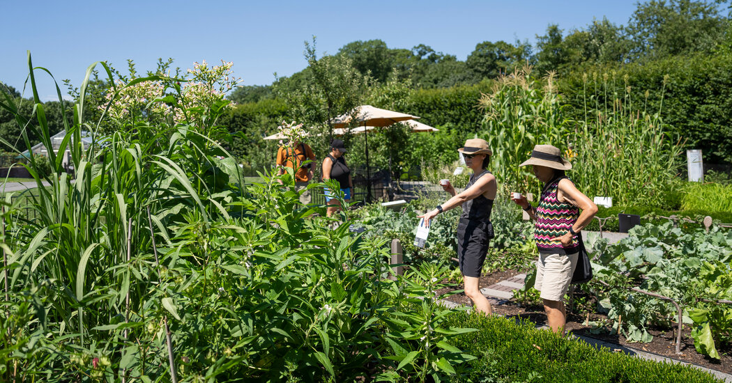 Aprenda sobre las plantas comestibles del Caribe en el Jardín Botánico de Nueva York