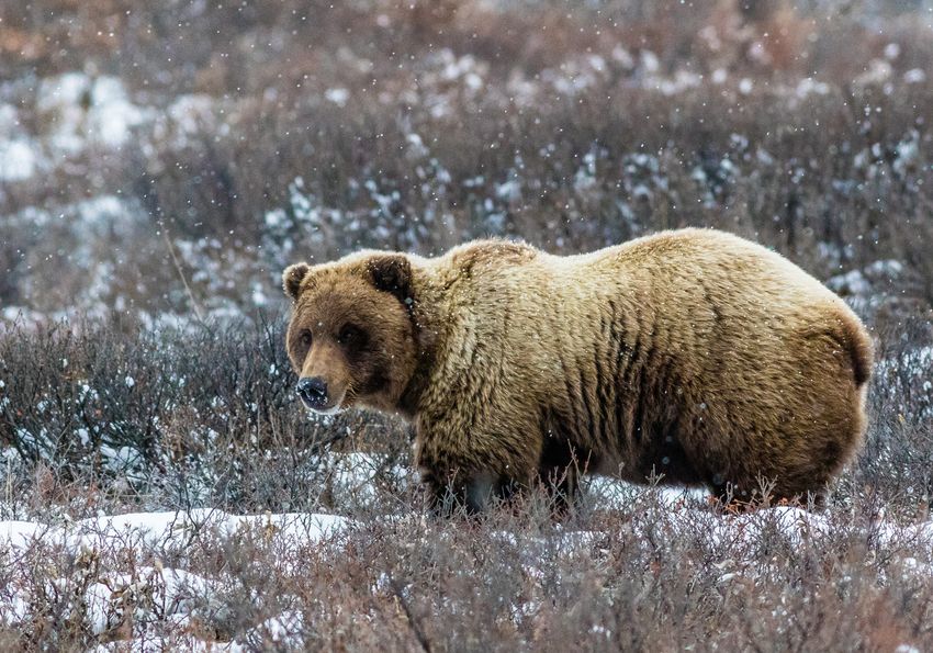 Un oso grizzly se encuentra en la nieve mientras se acerca el invierno en el Parque Nacional Denali de Alaska. Los osos pronto entrarán en hibernación. Un oso grizzly se encuentra en la nieve mientras se acerca el invierno en el Parque Nacional Denali de Alaska. Los osos pronto entrarán en hibernación.