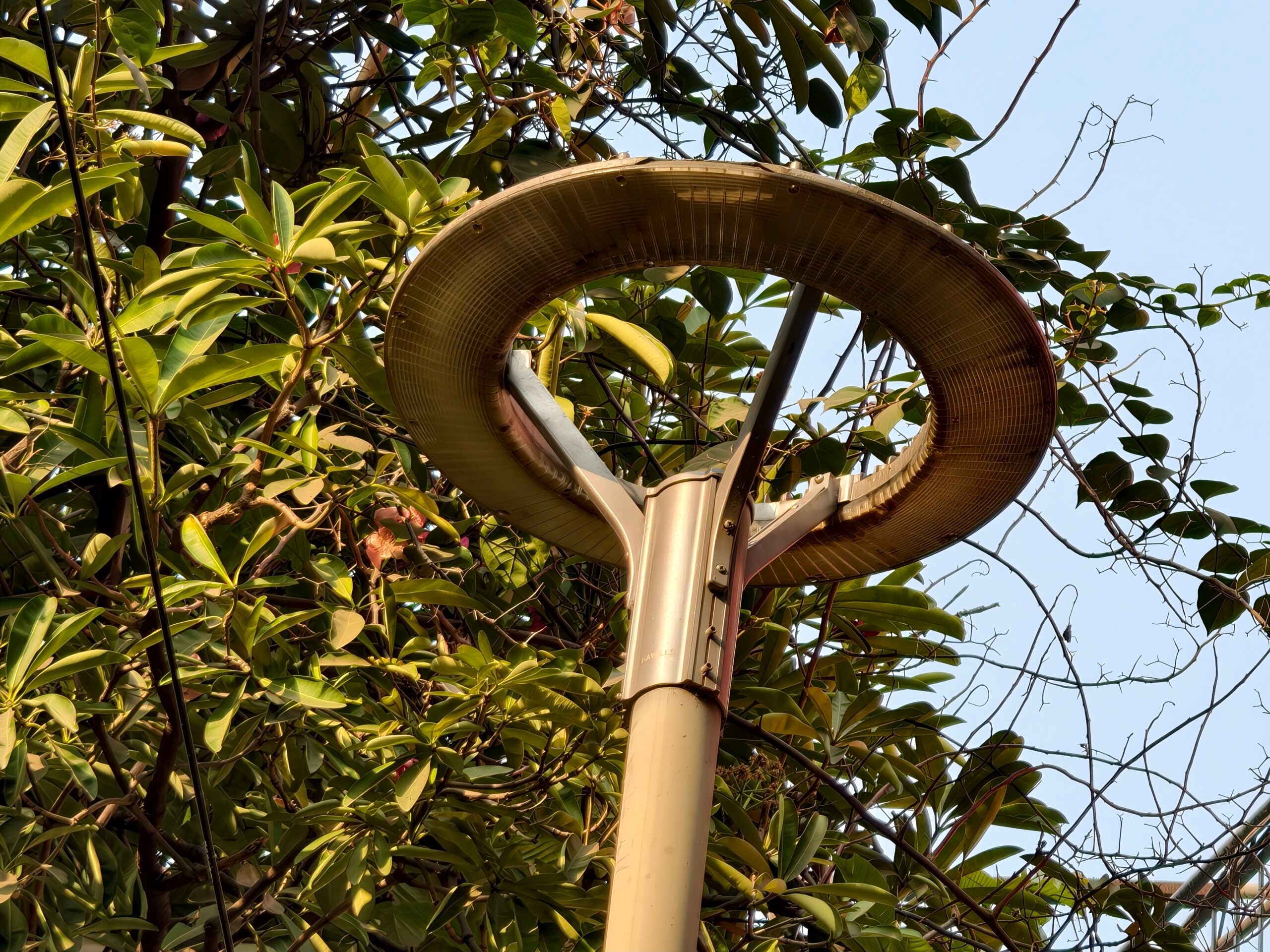 al aire libre, plantas, plantas