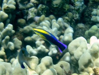Pequeños peces negros con manchas amarillas, violetas y azules nadan sobre el coral blanco.