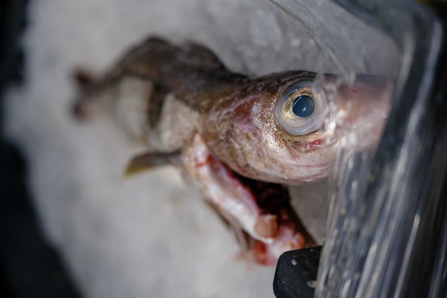 Pescado sobre hielo en Red's Best Plant.