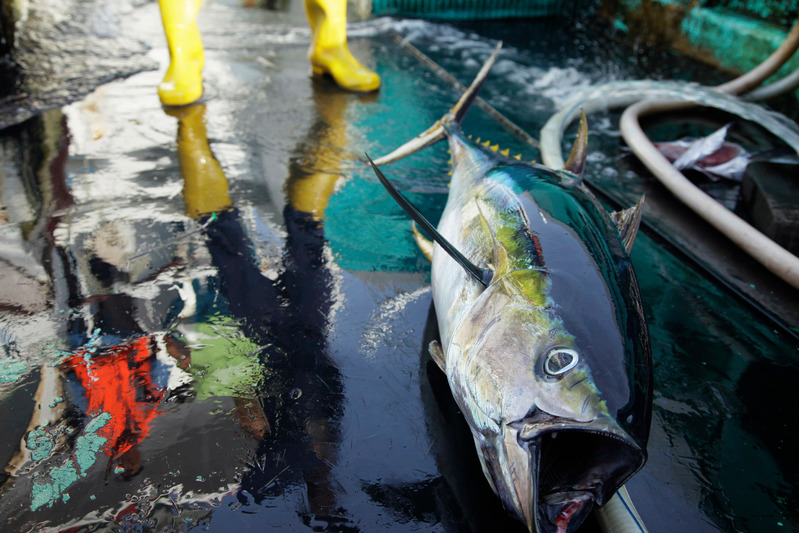 Un atún en un barco pesquero en aguas de la India en 2012.