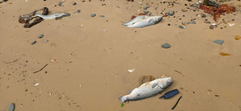 Peces muertos en la playa.
