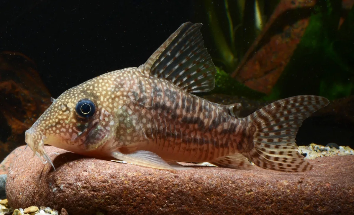 Cory Ancestral (Hoplisoma noxium)