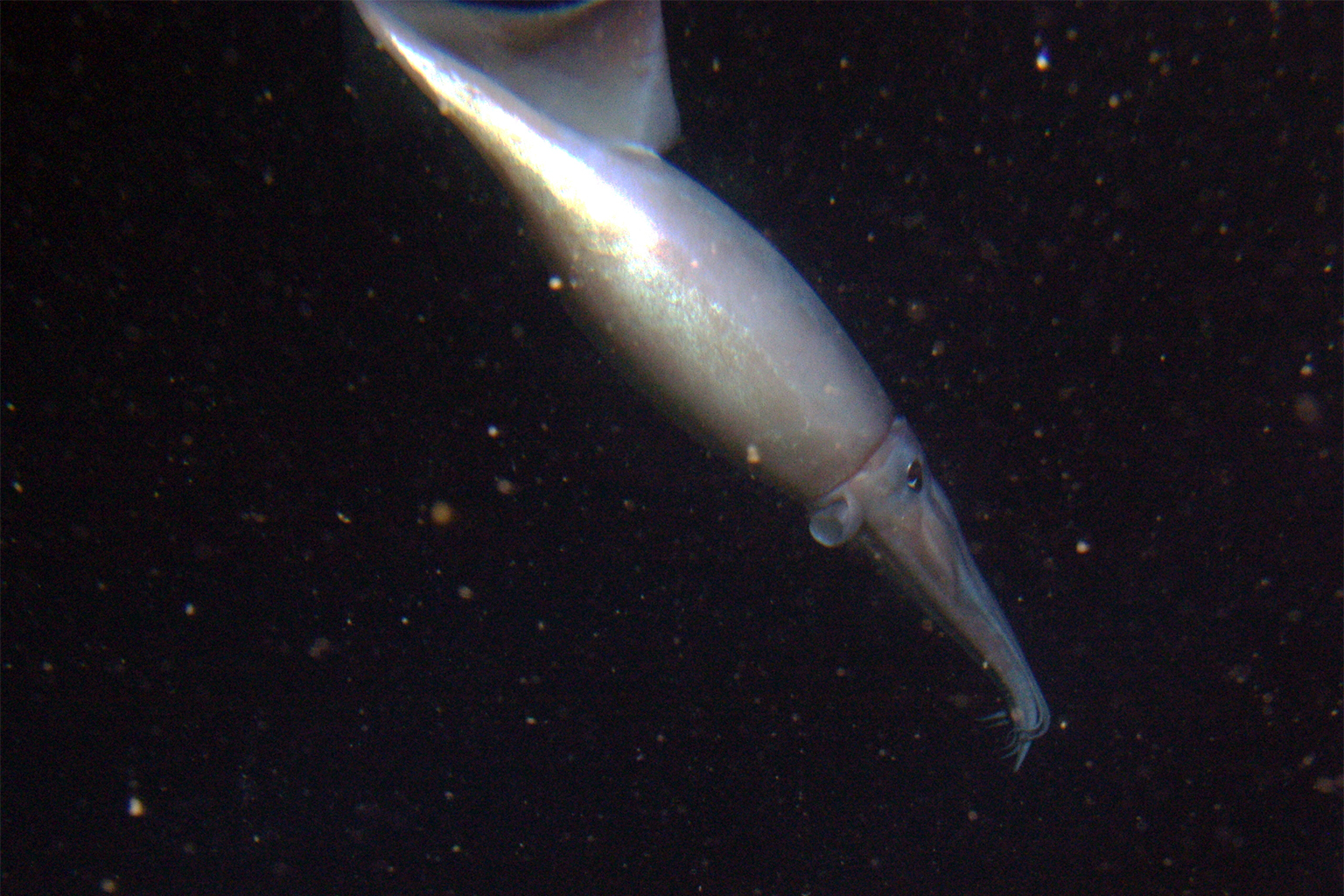 El calamar de Humboldt (Dosidicus gigas) cerró a 250 m. Santuario Marino Nacional Cordell Bank. 2005. Foto de Rick Starr.