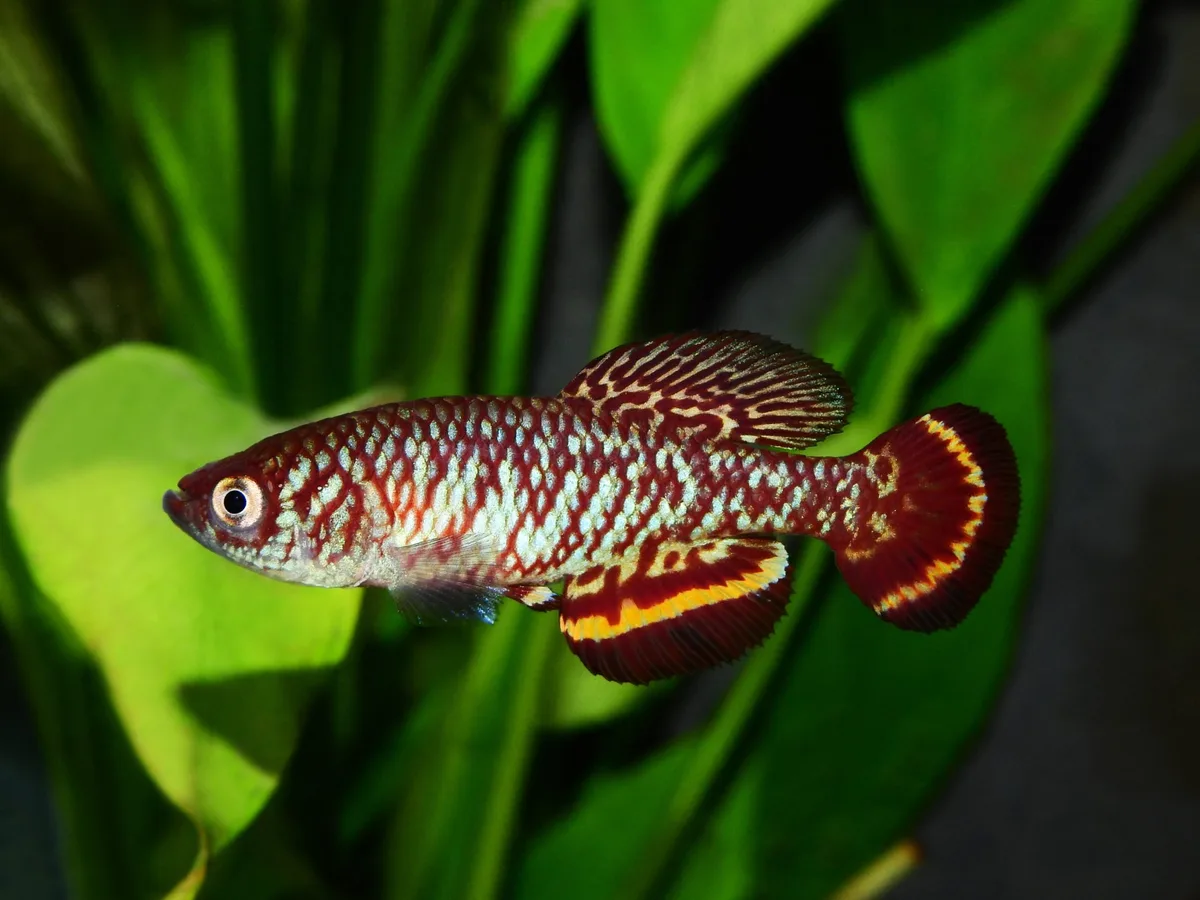 Quilla veteada (Nothobranchius marmorius)