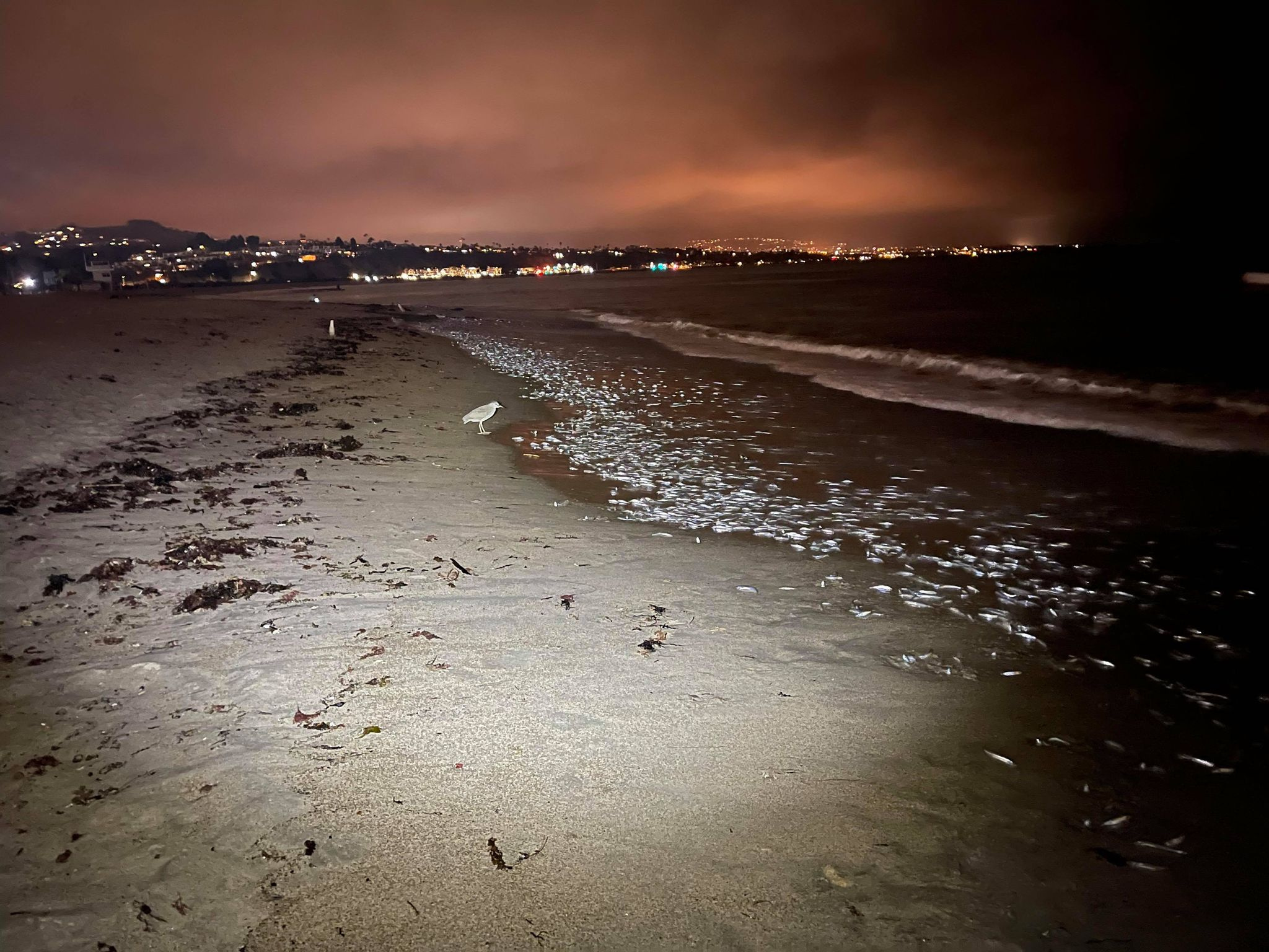 Grunion ha estado corriendo en la playa local esta semana, una interesante...