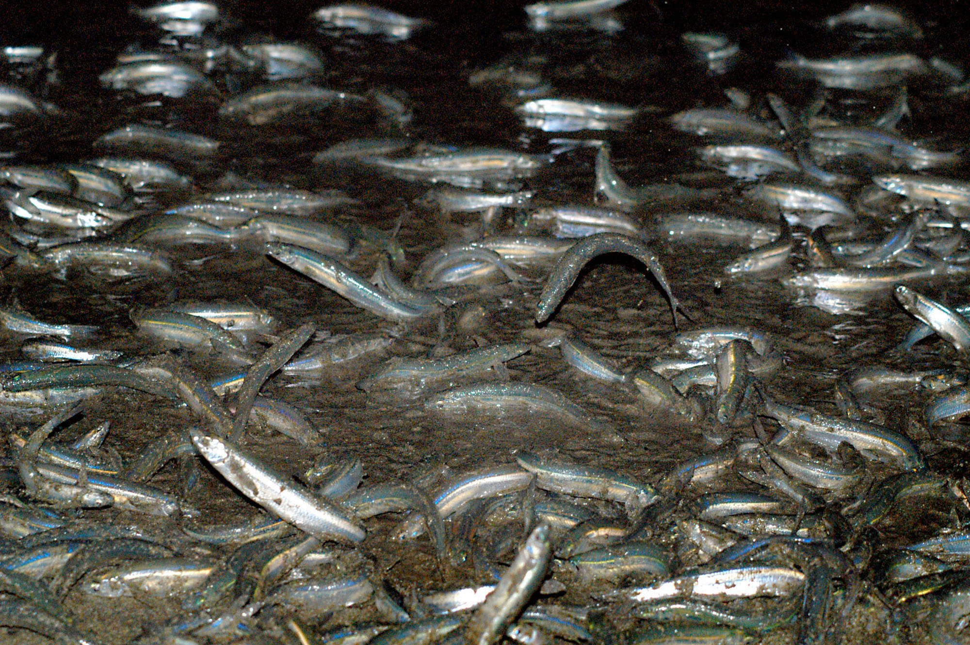 La temporada de Grunion comenzó esta semana, con la primera tanda de...