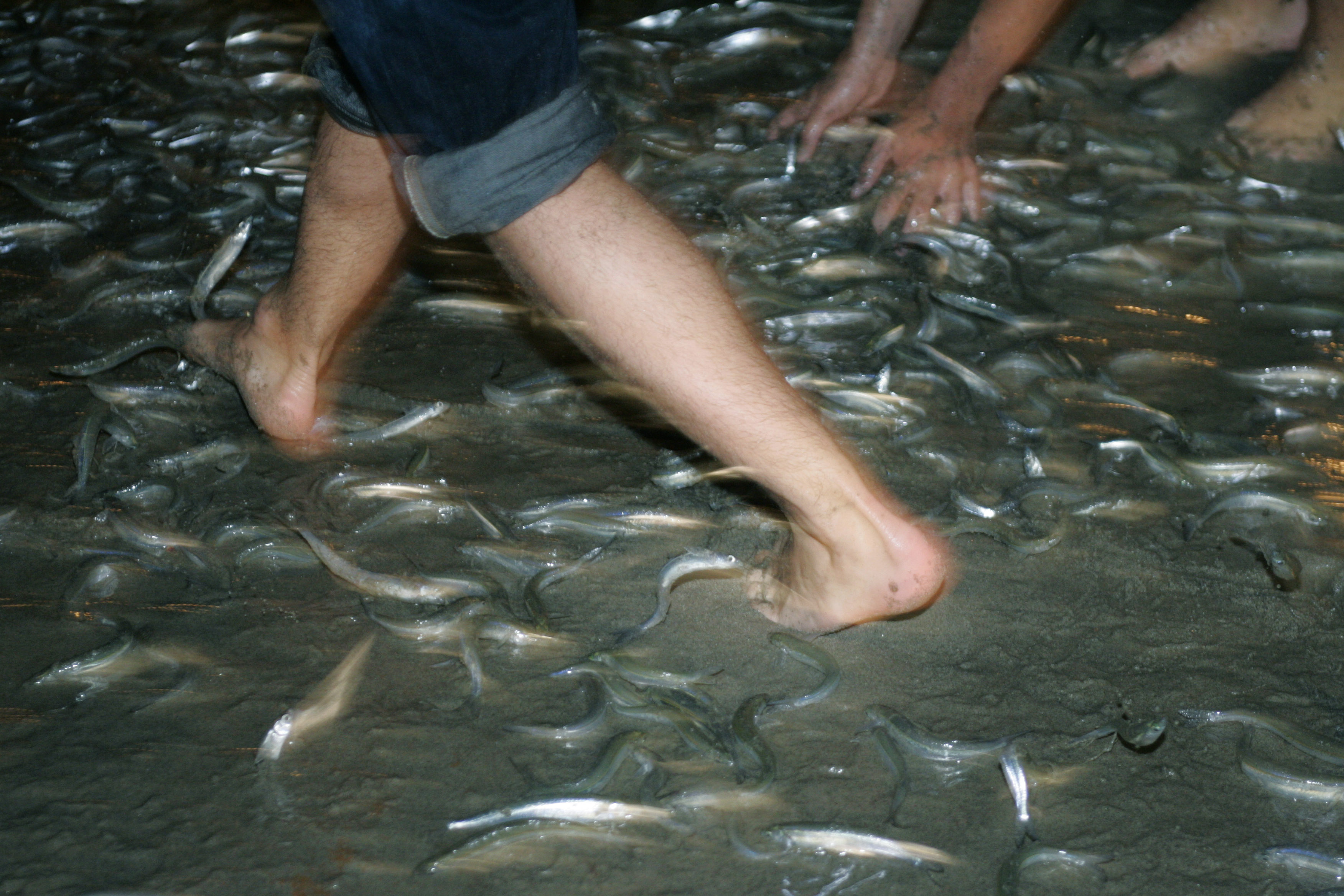 Miles de grunions llegan a tierra para poner y fertilizar sus huevos...