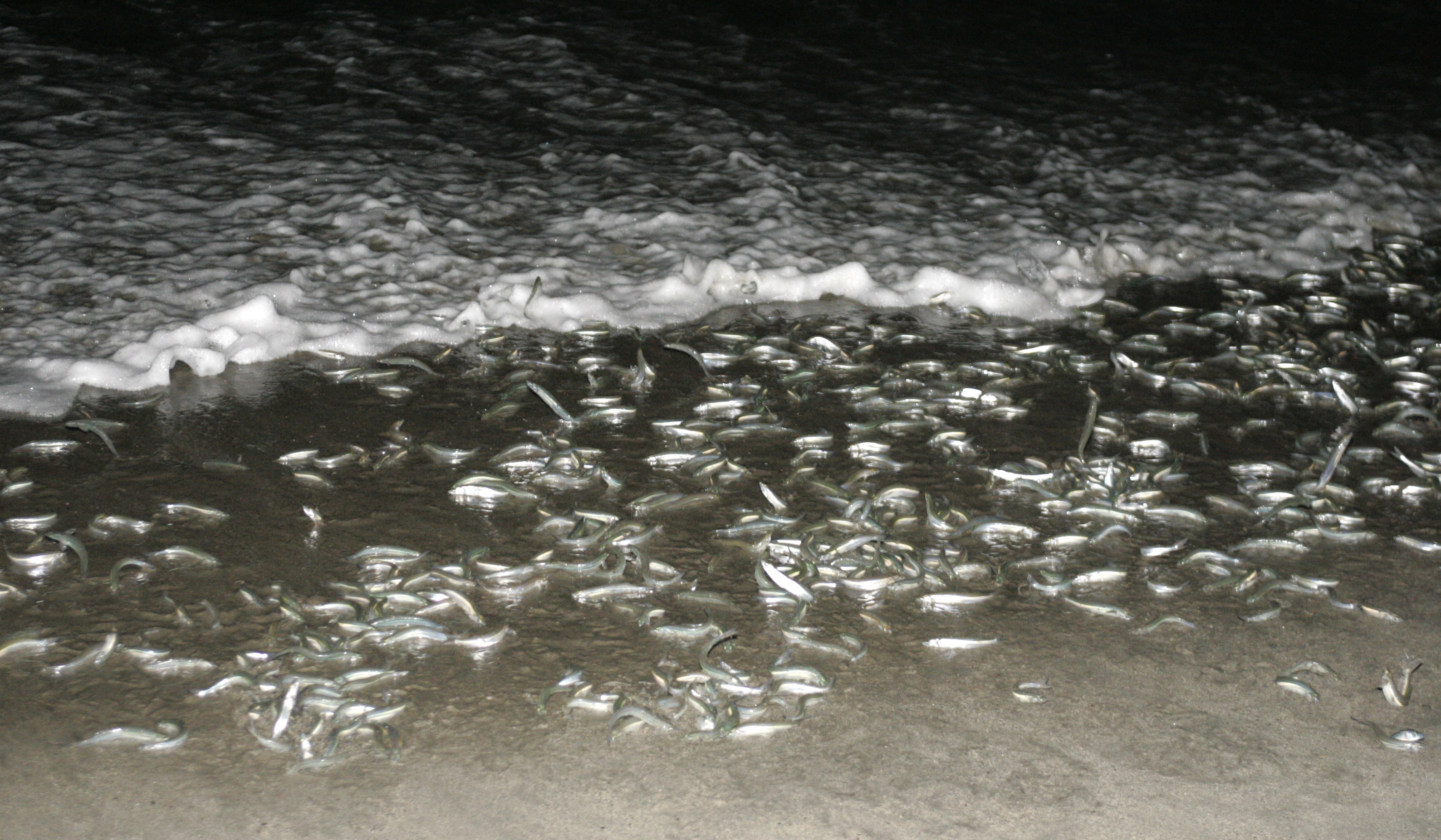 Miles de grunions llegan a tierra para poner y fertilizar sus huevos...