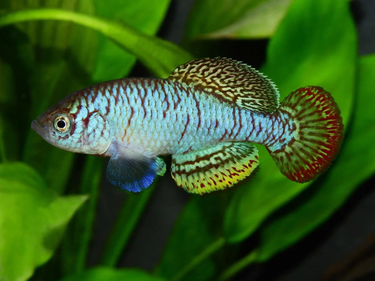 Quilla arcoiris (iridiscencia de Nothobranchius)