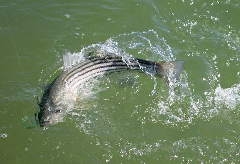 stripers de plymouth_17.jpg