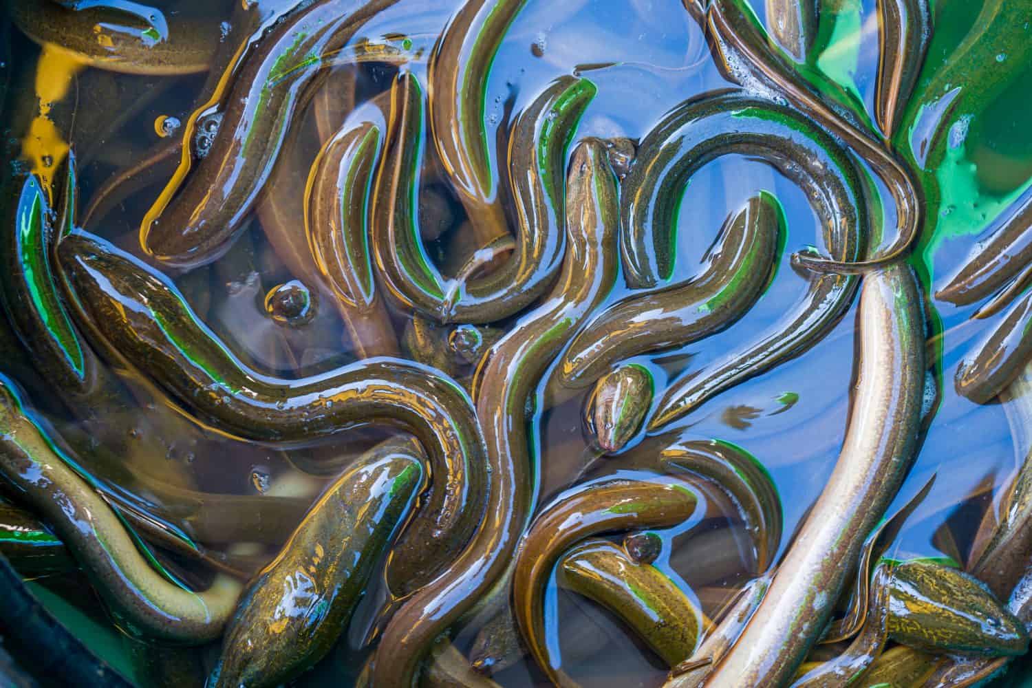 Fotograma completo de la anguila asiática de pantano o Monopterus albus, un pez que respira aire de la familia Synbranchidae. Fotografía en primer plano de estanques agrícolas listos para la cosecha.
