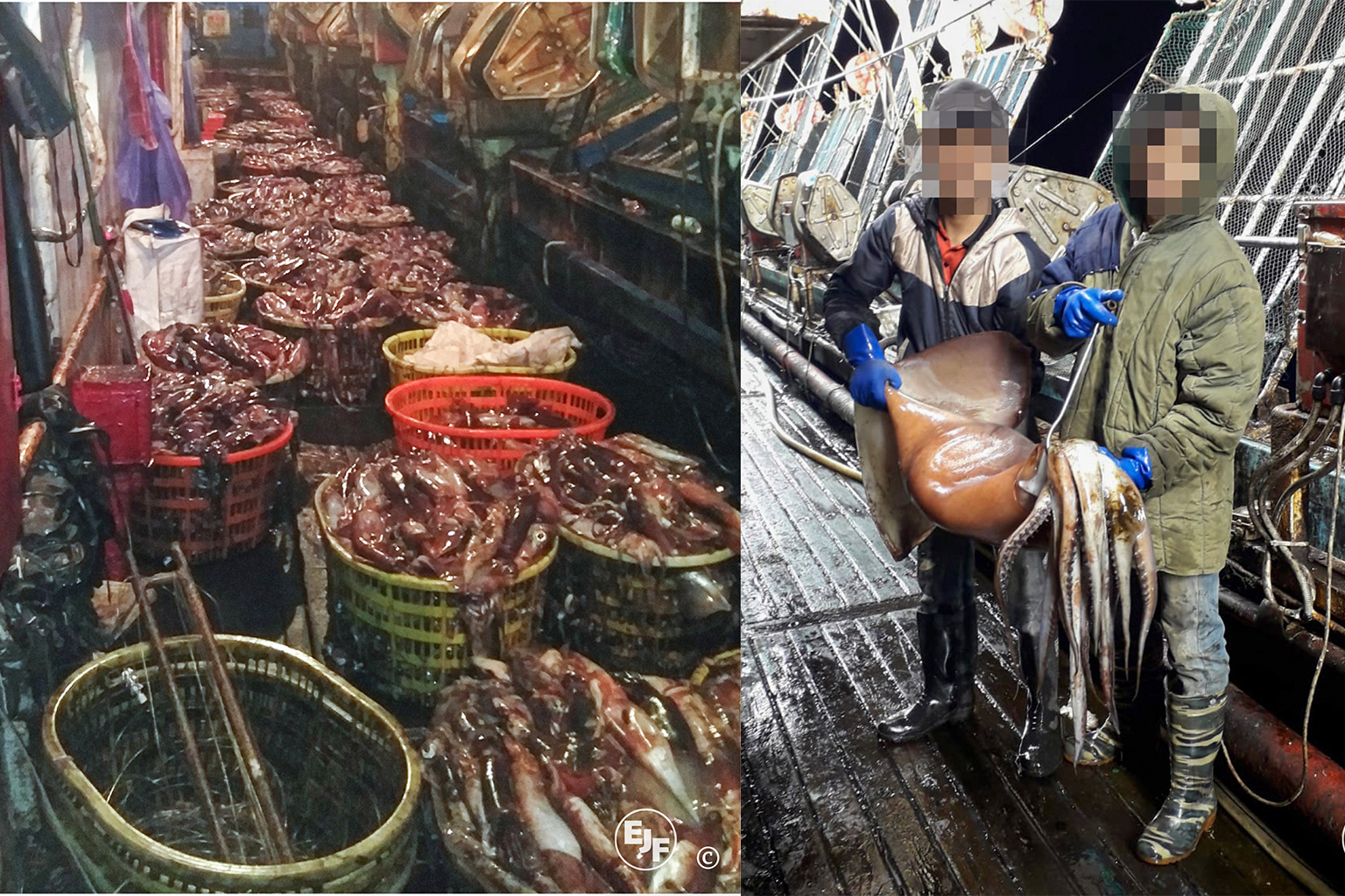 (Izquierda) Los calamares pueblan la cubierta de un potero en 2020. (Derecha) Dos pescadores posan con un calamar gigante a bordo.