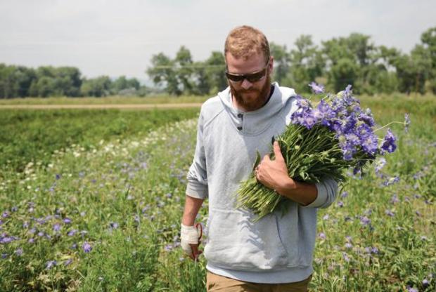 Nick Anderson recolecta flores de scabiosa en Fresh Herb Company en Longmont. Fresh Herb Co. será vendedor en el mercado de agricultores de Lafayette el domingo. (imagen de archivo)