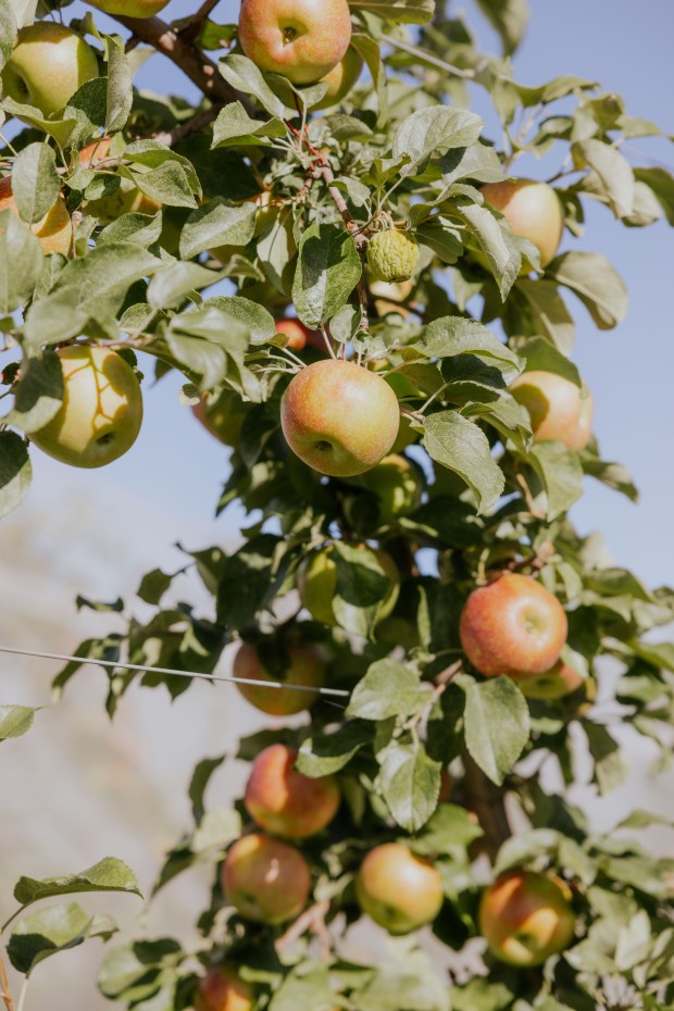 Ella Family Farm, una cuarta generación de productores de frutas, compartió en Instagram que perdieron su cosecha de frutas de 2026 debido a la reciente helada. Los fundadores del Lafayette Farmers Market dicen que es importante apoyar a los agricultores de Colorado, que a veces enfrentan los efectos del clima devastador. (Imagen cortesía de Eliza Earle)